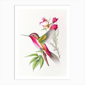 Fiery Throated Hummingbird Quentin Blake Illustration 2 Art Print