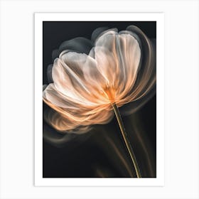 White Poppy Art Print