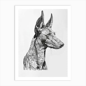 Ibizan Hound Dog Line Sketch  3 Art Print