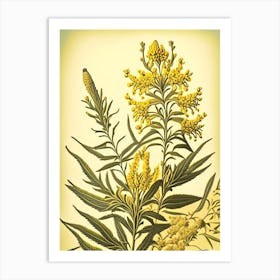 Goldenrod 1 Floral Botanical Vintage Poster Flower Art Print