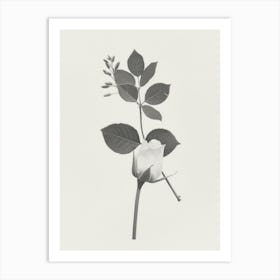 Rose Flower Photo Collage 1 Art Print