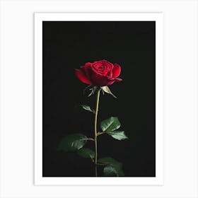 Single Rose On Black Background 44 Art Print