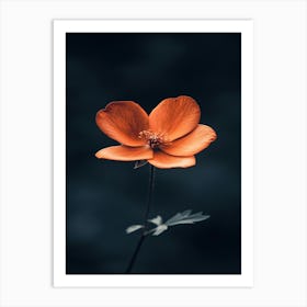 Orange Flower 23 Art Print