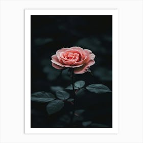 Pink Rose On Black Background 34 Art Print