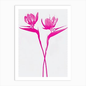 Hot Pink Bird Of Paradise 2 Art Print