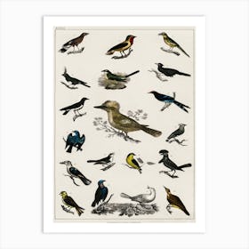 Collection Of Various Birds,  Oliver Goldsmith    Art Print