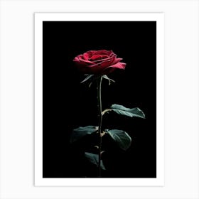 Dark Rose 21 Art Print