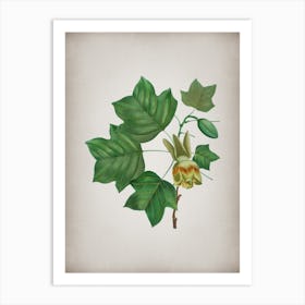 Vintage Tulip Tree Botanical on Parchment n.0686 Art Print