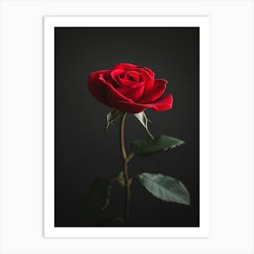 Single Red Rose 13 Art Print