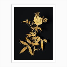 Vintage White Rose of York Botanical in Gold on Black n.0510 Art Print