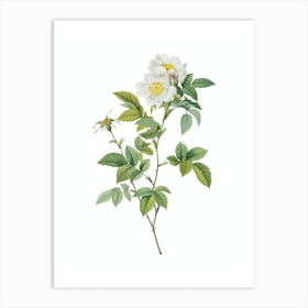 Vintage White Anjou Roses Botanical Illustration on Pure White n.0495 Art Print