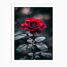 Rose In The Dark 20 Art Print