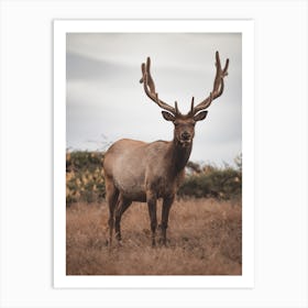 California Elk Scenery Art Print