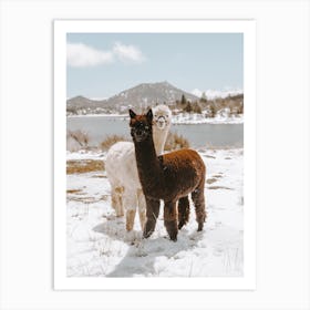 Winter Alpacas Art Print