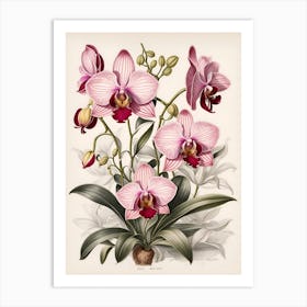 Orchids 3 Art Print