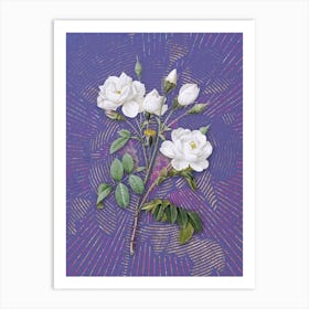 Vintage White Rose Botanical Illustration on Veri Peri n.0911 Art Print