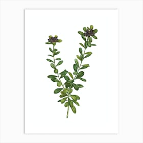 Vintage Daphne Sericea Flowers Botanical Illustration on Pure White n.0146 Art Print