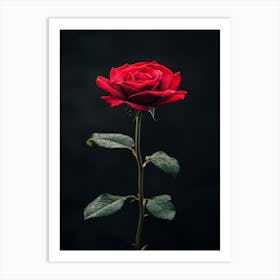 Single Red Rose On Black Background 42 Art Print