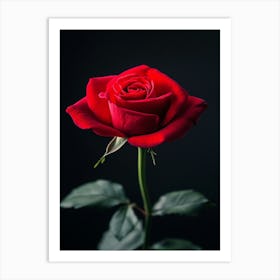 Red Rose On Black Background 5 Art Print