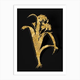 Vintage Iris Fimbriata Botanical in Gold on Black n.0196 Art Print