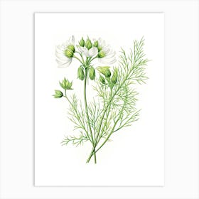Cumin Vintage Botanical Herbs 2 Art Print