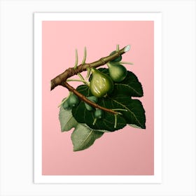 Vintage Fig Botanical on Soft Pink n.0806 Art Print