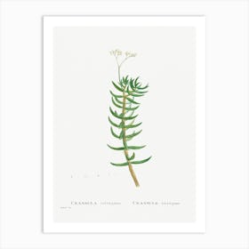 Crassula Tetragona, Pierre Joseph Redoute Art Print