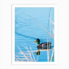 Mallard Duck 20220101 124ppub Art Print