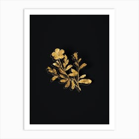 Vintage Sweetbriar Rose Botanical in Gold on Black n.0045 Art Print