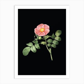 Vintage Japanese Rose Botanical Illustration on Solid Black n.0689 Art Print