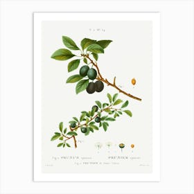 Blackthorn, Pierre Joseph Redoute Art Print