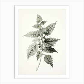 Stinging Nettle Vintage Botanical Herbs 0 Art Print