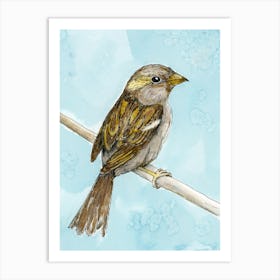 House sparrow colored ink drawing 1 Art Print