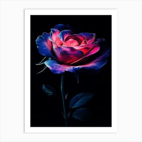 Pink Rose 8 Art Print