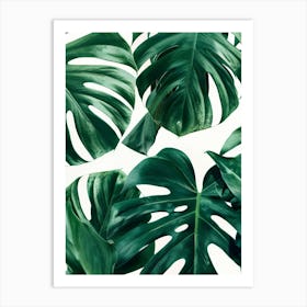 Monstera Leaves 3 Art Print