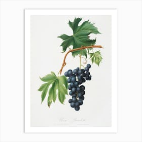 Brachetto Grape From Pomona Italiana, Giorgio Gallesio Art Print