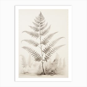 Vintage Fern Drawing Art Print