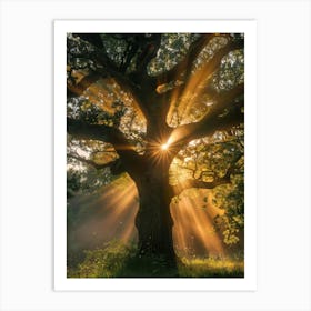 Sunbeams Through A Tree 2 Art Print