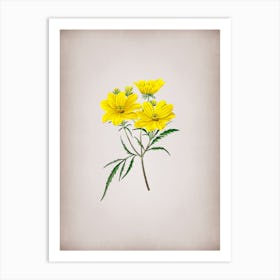 Vintage Golden Coreopsis Flower Botanical on Parchment Art Print