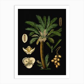 Vintage Bollmann 2 Dattelpalme Art Print