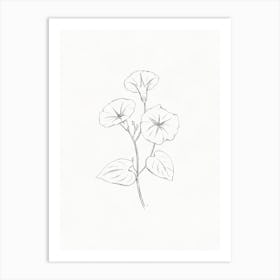 Morning Glory Sketch Art Print