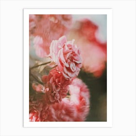 Rose On Film Art Print