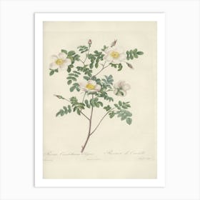 Rose Illustration, Pierre Joseph Redoute (38) Art Print