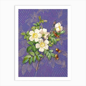 Vintage White Candolle Rose Botanical Illustration on Veri Peri n.0849 Art Print