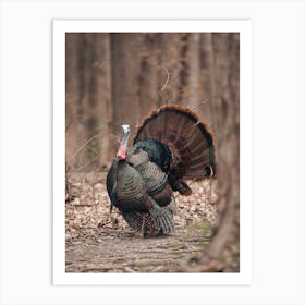 Turkey In Forest Art Print