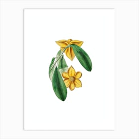 Vintage Laurel Leaf Custard Apple Botanical Illustration on Pure White n.0974 Art Print