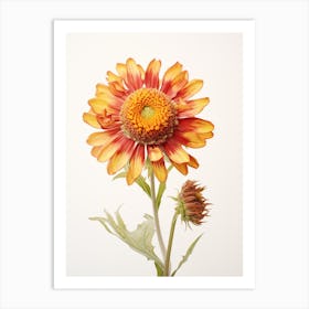 Pressed Flower Botanical Art Gaillardia Art Print