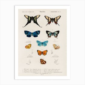 Collection Of Hand Drawings Of Butterflies, Charles Dessalines D'Orbigny Poster