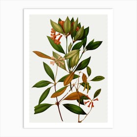 Eucalyptus 11 Art Print