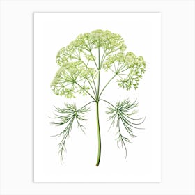 Dill Vintage Botanical Herbs 1 Art Print